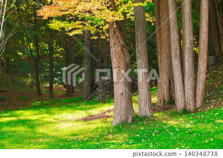Bright autumn sunlight streams through trees onto a vibrant green lawn 140348738
