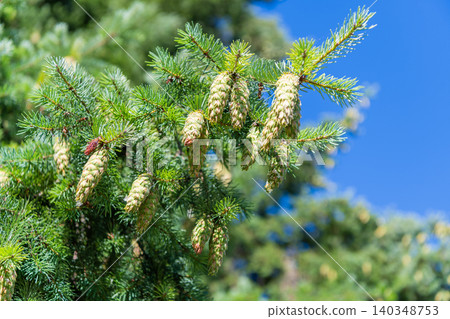 Needle of the coniferous tree. Pine pollen. Needle of Christmas tree nature. Christmas tree branch and cone. Xmas spruce. Green fir pine twig. Pine cone on branch. Pine tree branch Needle of the coniferous tree. Pine pollen. Needle of Christmas tree nature. Christmas tree branch and cone. Xmas spruce. Green fir pine twig. Pine cone on branch. Pine tree branch 140348753