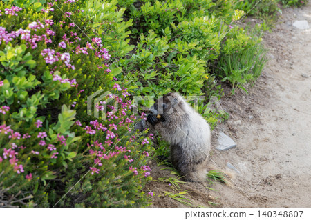 Rodent animal woodchuck. Rodent marmot animal. Wildlife nature. Marmot capybara. Marmot wild groundhog. Woodchuck rodent. Capybara outdoor. Wild animal in nature. Groundhog on ground. Fluffy marmot Rodent animal woodchuck. Rodent marmot animal. Wildlife nature. Marmot capybara. Marmot wild groundhog. Woodchuck rodent. Capybara outdoor. Wild animal in nature. Groundhog on ground. Fluffy marmot 140348807
