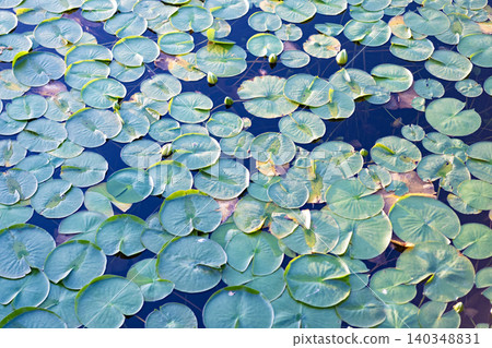 Water lily leaves in pond water. Lily pad background. Nature background of lily pad. Background of lily pad in pond. Tranquil pond 140348831