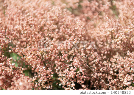 Pink Limonium perezii flower of sea lavender. Limonium flower in nature. Summer nature. Pink background of flowering plant. Flower of sea lavender. Flowering dried plant. Limonium perezii blossom Pink Limonium perezii flower of sea lavender. Limonium flower in nature. Summer nature. Pink background of flowering plant. Flower of sea lavender. Flowering dried plant. Limonium perezii blossom 140348833