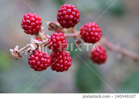 Wild blackberries in the ripening process Wild blackberries in the ripening process 140349107