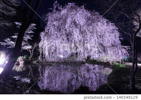 Cherry blossoms appearing on the surface of the water Cherry blossoms appearing on the surface of the water 140349129