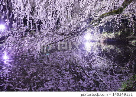 Cherry blossoms appearing on the surface of the water Cherry blossoms appearing on the surface of the water 140349131
