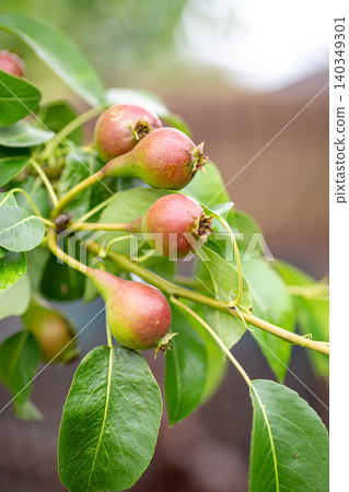 young pear fruits growing on garden tree branch young pear fruits growing on garden tree branch 140349301