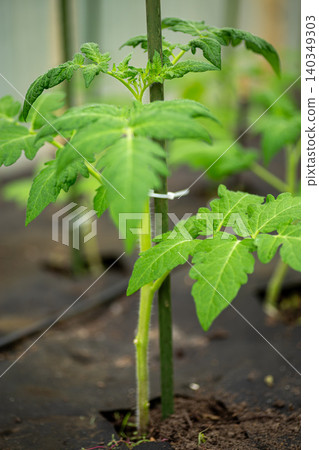 young tomato seedlings growing in greenhouse soil with support stakes young tomato seedlings growing in greenhouse soil with support stakes 140349303