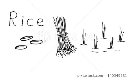 Simple vector sketchy freehand drawing. Stages of rice planting, plant cultivation, agriculture, grain products, seedlings, bunches, sprouts in water. Fields, farming. Simple vector sketchy freehand drawing. Stages of rice planting, plant cultivation, agriculture, grain products, seedlings, bunches, sprouts in water. Fields, farming. 140349381