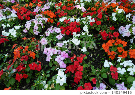 Blooming summer flowerbed in public park on a sunny day 140349416
