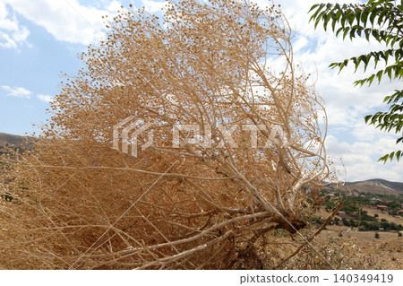 dry plant blowing in the wind in nature dry plant blowing in the wind in nature 140349419