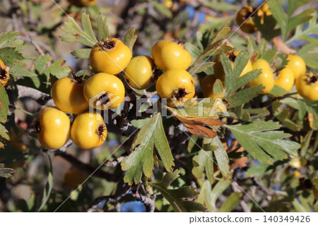 hawthorn fruit on the branch of the bush hawthorn fruit on the branch of the bush 140349426