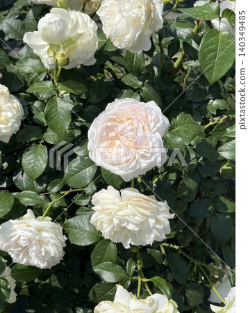 White Rose  140349485