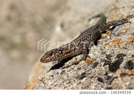 wall lizard on a rock wall lizard on a rock 140349539