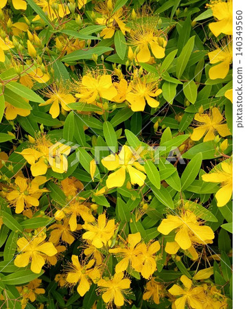 The fluffy, brightly colored flowers of the Hypericum patulum. 140349560