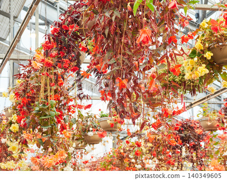A scene of a curtain of fully bloomed begonia flowers in a greenhouse. A scene of a curtain of fully bloomed begonia flowers in a greenhouse. 140349605