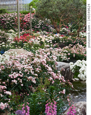 A scene of a rose garden in full bloom in a spring park. A scene of a rose garden in full bloom in a spring park. 140349624