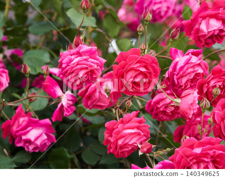 A scene of a rose garden in full bloom in a spring park. A scene of a rose garden in full bloom in a spring park. 140349625