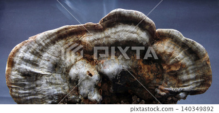 Large tree fungus. Mushroom studio shoot. 140349892
