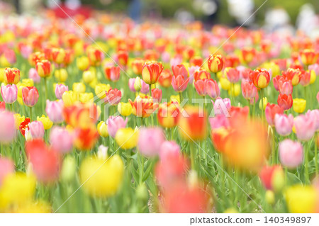 Tulip field in full bloom Tulip field in full bloom 140349897