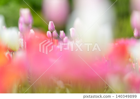 Tulip field in full bloom Tulip field in full bloom 140349899
