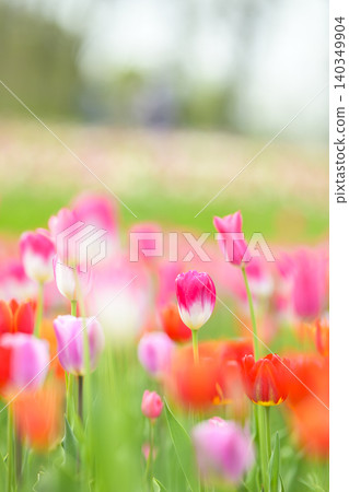 Tulip field in full bloom Tulip field in full bloom 140349904