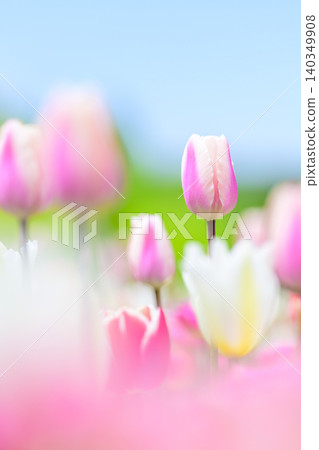 Tulip field in full bloom Tulip field in full bloom 140349908