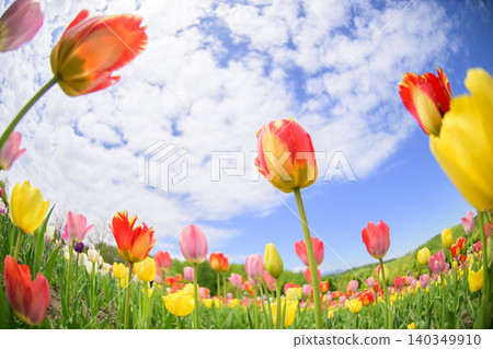 A field of tulips in full bloom, photographed with a fisheye lens. 140349910