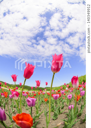 A field of tulips in full bloom, photographed with a fisheye lens. A field of tulips in full bloom, photographed with a fisheye lens. 140349912
