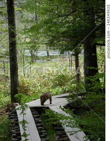 The lush green forests and Japanese macaques of Kamikochi, a popular tourist spot in early summer. The lush green forests and Japanese macaques of Kamikochi, a popular tourist spot in early summer. 140349938