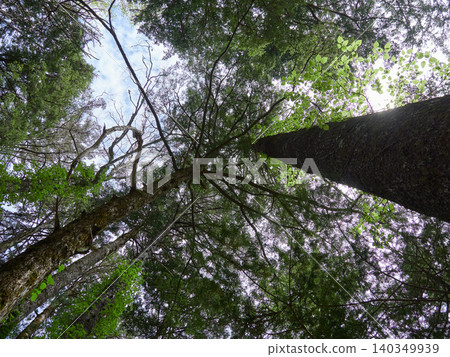 A low-angle view of the lush greenery of the primeval forest in Kamikochi, a popular tourist spot in early summer. A low-angle view of the lush greenery of the primeval forest in Kamikochi, a popular tourist spot in early summer. 140349939