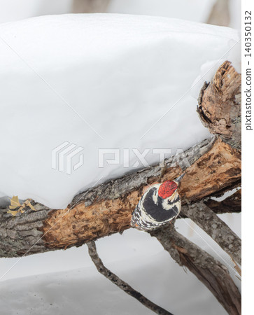 一隻大斑啄木鳥在雪地裡一棵倒下的樹幹上覓食——阿寒湖的冬日景象 一隻大斑啄木鳥在雪地裡一棵倒下的樹幹上覓食——阿寒湖的冬日景象 140350132