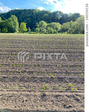 Sprouted agricultural crop fields with young corn leaves 140350138