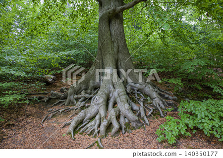 Tree roots in green forest, ancient big tree with massive root system in dense summer woodland, old beech tree trunk background Tree roots in green forest, ancient big tree with massive root system in dense summer woodland, old beech tree trunk background 140350177