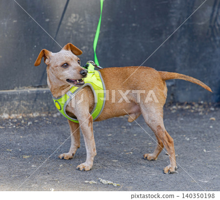 Dog No Pull Harness Dog No Pull Harness 140350198