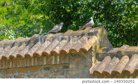 Pigeon and Dove Rooftop 140350201