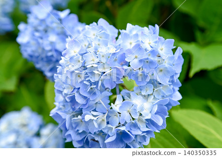 Blue hydrangea Blue hydrangea 140350335