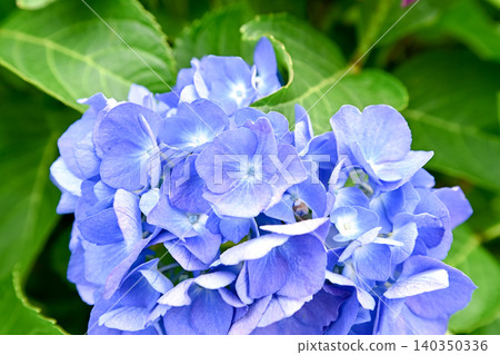 藍色繡球花 藍色繡球花 140350336