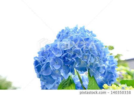 藍色繡球花 140350338