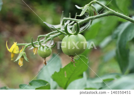 藍番茄果實 藍番茄果實 140350451