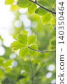 Fresh leaves of young leaves shining in light 140350464
