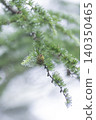 Fog forest 140350465