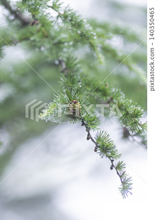 Fog forest Fog forest 140350465