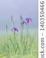 Irises in Kirifuri Highlands, Tochigi Prefecture 140350466
