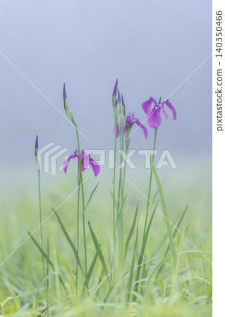 Irises in Kirifuri Highlands, Tochigi Prefecture Irises in Kirifuri Highlands, Tochigi Prefecture 140350466