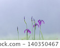 Irises in Kirifuri Highlands, Tochigi Prefecture 140350467