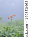 Lilium maculatum in Kirifuri Highlands, Tochigi Prefecture 140350468