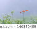 Lilium maculatum in Kirifuri Highlands, Tochigi Prefecture 140350469