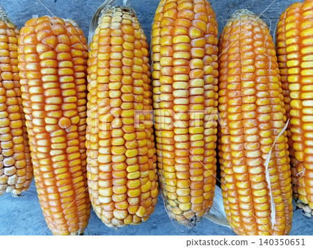 Close up of corn (zea mays), a carbohydrate-producing plant. 140350651