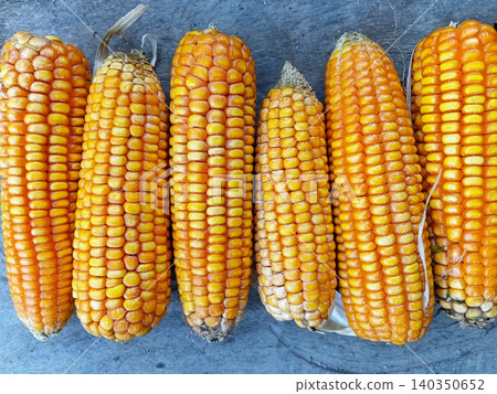 Close up of corn (zea mays), a carbohydrate-producing plant. Close up of corn (zea mays), a carbohydrate-producing plant. 140350652