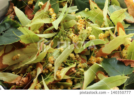 fresh linden flower and leaves fresh linden flower and leaves 140350777