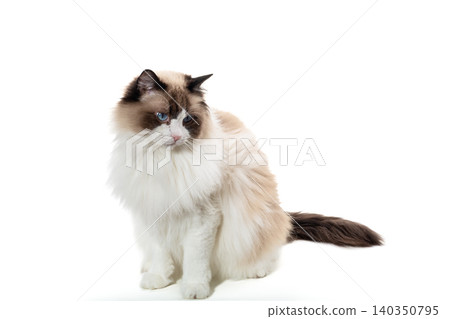 elegant domestic cat with fluffy white fur elegant domestic cat with fluffy white fur 140350795